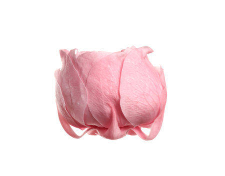 Beautiful pink peony flower isolated on whiteの写真素材