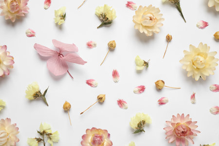 Beautiful fresh and dry flowers on white background, flat layの写真素材