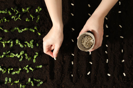 Woman planting white beans into fertile soil, closeup. vegetable seedsの写真素材