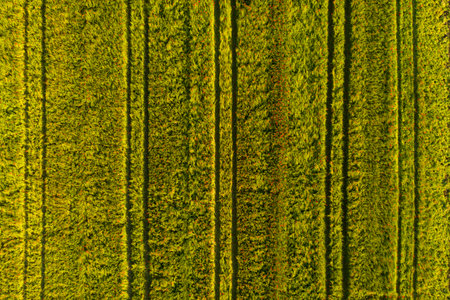 Aerial view of poppy field outdoors on sunny day