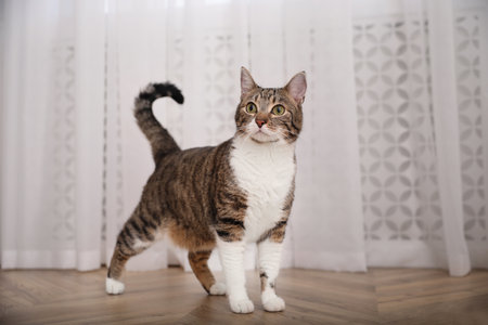 Cute adorable cat on floor at homeの写真素材
