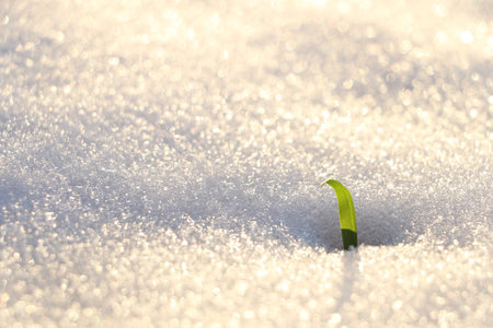 Beautiful green grass growing through snow. First spring plantの写真素材
