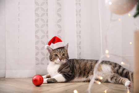 Cute cat wearing Santa hat with Christmas ball in roomの写真素材