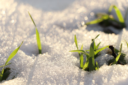 Beautiful green grass growing through snow. First spring plantの写真素材