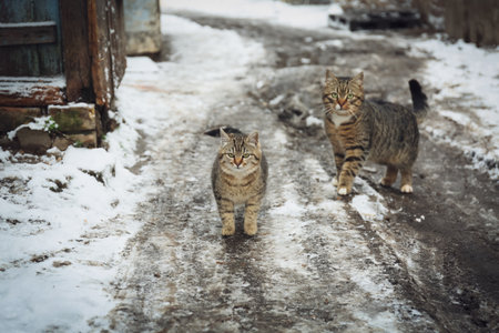 Homeless cats outdoors on winter day. Abandoned animalsの写真素材