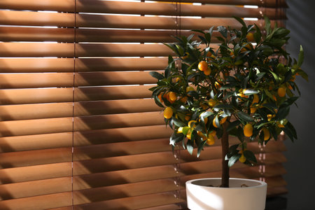 Potted kumquat tree near window indoors, space for text. Interior designの写真素材