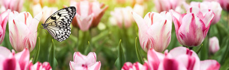 Beautiful butterfly and blossoming tulips outdoors on a sunny spring day. banner designの写真素材
