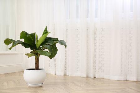 Beautiful indoor banana palm plant on floor in room, space for text. House decorationの写真素材