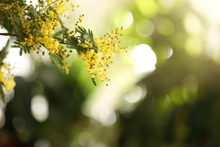 Beautiful mimosa plant on blurred background, closeup. Space for textの写真素材
