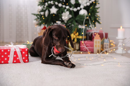 Cute dog with Christmas ball at homeの写真素材