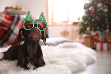 Cute dog wearing Christmas eyeglasses at home, space for textの写真素材