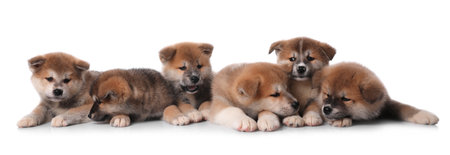 Adorable Akita Inu puppies on white backgroundの写真素材