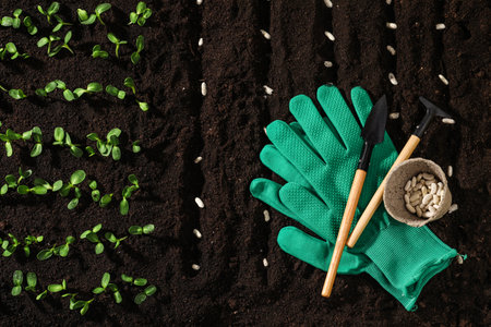 Gardening tools, white beans on fertile soil, flat lay. vegetable seedsの写真素材