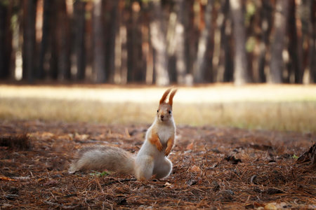 Cute red squirrel on the ground in the forestの写真素材