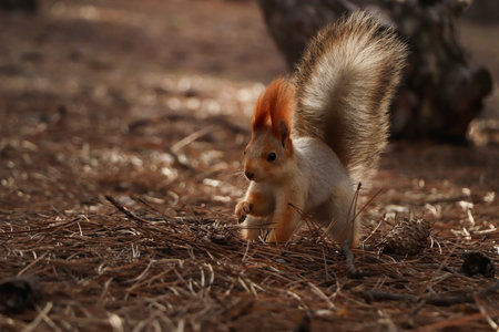 Cute red squirrel on the ground in the forest