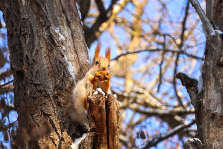 Cute squirrel with walnut on acacia tree in winter forestの写真素材