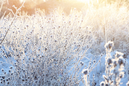 Dry plants covered with hoarfrost outdoors on winter morningの写真素材