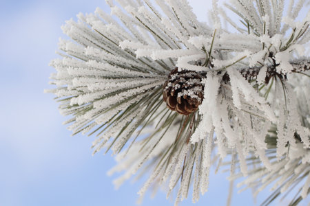 Conifer tree branch covered with hoarfrost outdoors on winter morning, closeupの写真素材