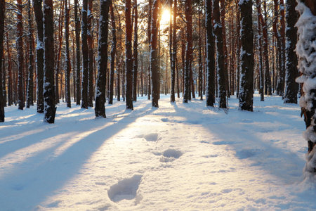 Footprints in snowy winter forest at sunriseの写真素材