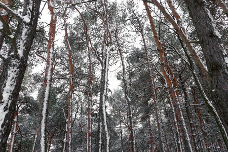 Picturesque view of beautiful forest covered with snowの写真素材