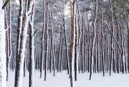 Picturesque view of beautiful forest covered with snowの写真素材