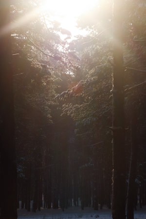Picturesque view of snowy pine forest in winter morningの写真素材
