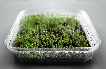 Young arugula sprouts in container on light table, closeupの写真素材