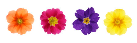 Set with different beautiful primula (primrose) flowers on white background, banner design. spring...