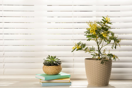 Beautiful mimosa plant, succulent and notebooks on window sillの写真素材