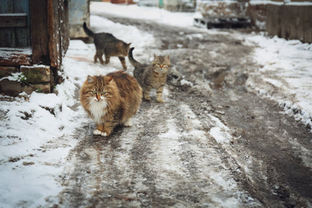 Homeless cats outdoors on winter day. Abandoned animalsの写真素材