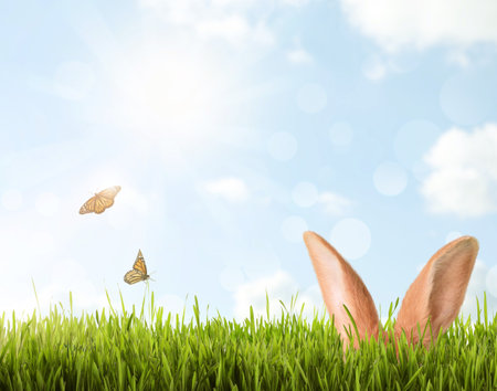 Cute Easter bunny hiding in green grass outdoors, space for textの写真素材