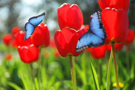 Beautiful butterflies and blossoming bright tulips outdoors on sunny spring dayの写真素材