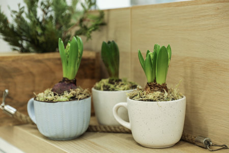Beautiful potted hyacinth flowers on wooden tableの写真素材
