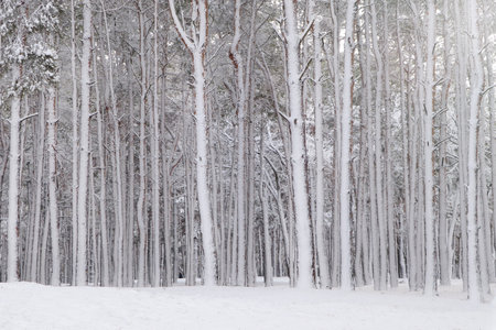 Picturesque view of beautiful forest covered with snowの写真素材