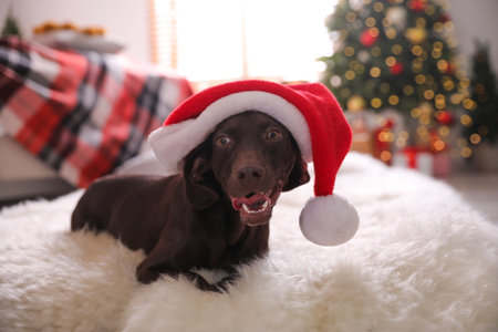 Cute dog wearing Santa hat in room decorated for Christmasの写真素材