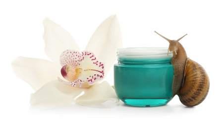Snail, jar with cream and orchid flower isolated on whiteの写真素材