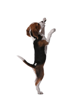 Cute Beagle puppy on white background. Adorable petの写真素材