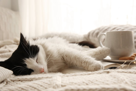Adorable cat lying on blanket with open book near cup of hot drink and cookiesの写真素材