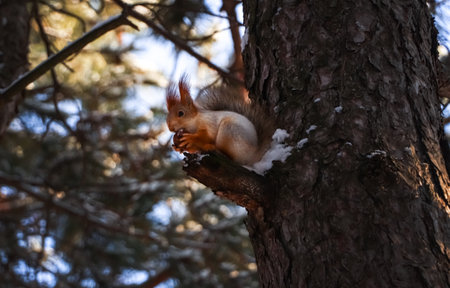 Cute squirrel with walnut on pine tree in winter forestの写真素材