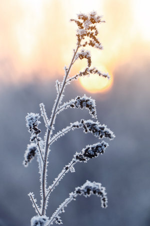 Dry plant covered with hoarfrost outdoors on winter morning, closeupの写真素材
