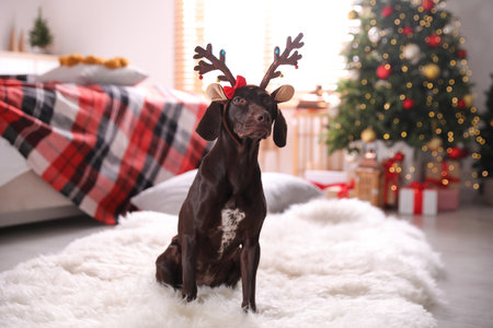 Cute dog wearing reindeer headband in room decorated for Christmasの写真素材