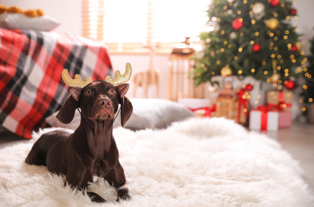 Cute dog wearing reindeer headband in room decorated for Christmasの写真素材