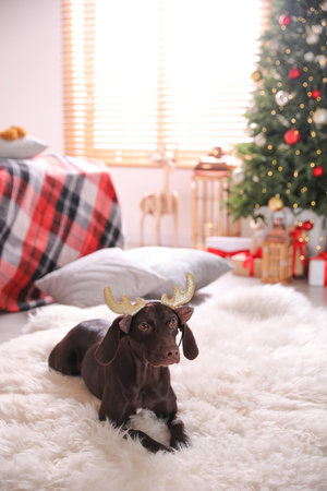 Cute dog wearing reindeer headband in room decorated for Christmasの写真素材
