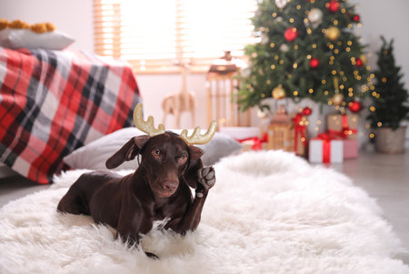 Cute dog wearing reindeer headband in room decorated for Christmasの写真素材