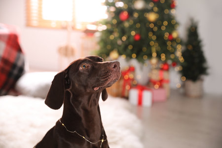 Cute dog with Christmas lights at home, space for textの写真素材