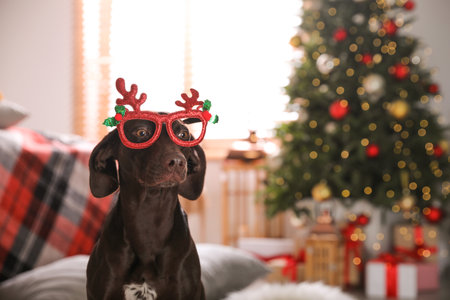 Cute dog wearing Christmas eyeglasses at home, space for textの写真素材