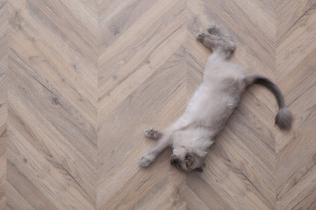 Beautiful fluffy cat lying on warm floor in room, top view with space for text. heating systemの写真素材