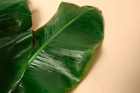 Fresh green banana leaves with water drops on beige background, space for textの写真素材
