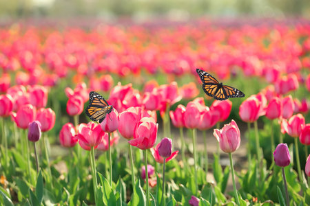 Beautiful butterflies and blossoming tulips outdoors on sunny spring dayの写真素材
