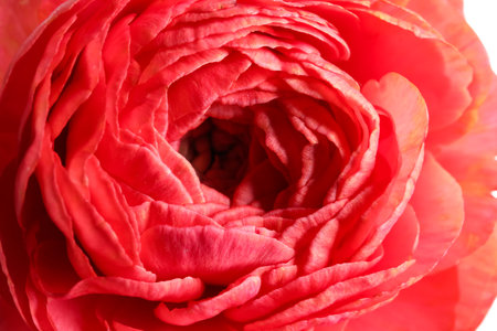 Beautiful fresh ranunculus flower as background, closeup viewの写真素材